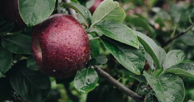 ΠΑΚ Θεσσαλίας έκτακτη οικονομική ενίσχυση για τους καλλιεργητές μήλων